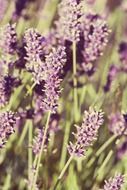 lavender vintage photo