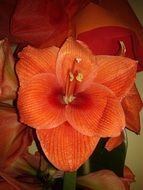 orange unusually beautiful flower gift