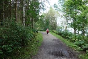 walk along the forest road along the river