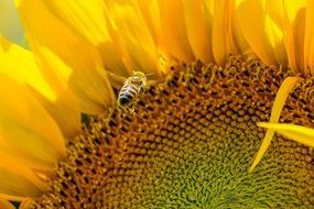 bee on the sun flower plant