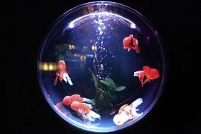 aquarium fish transparent water fishbowl