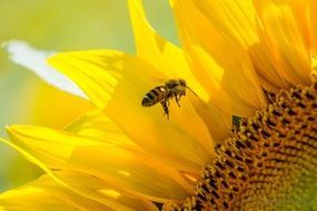 busy bee with sunflower