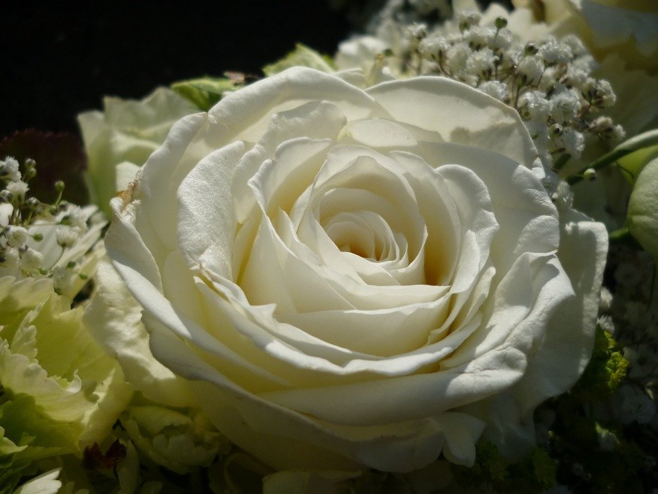 white lush rose for the holiday