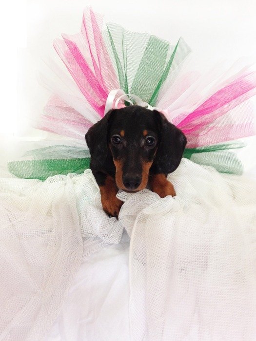 dachshund in a multi-colored skirt