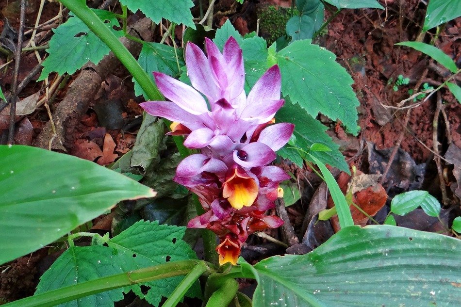 Close-up of the beautiful and colorful blooming of a wild turmeric