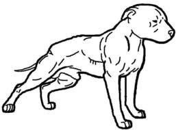 Easy Pitbull Drawings