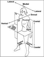Body Planes And Anatomical Position