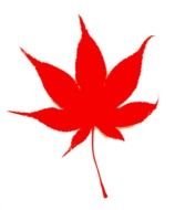 Ä°llustration of red Japanese Fall Leaf