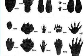 Paw Print Animal Track Guide