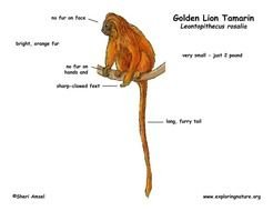 Golden Lion Tamarin Monkey