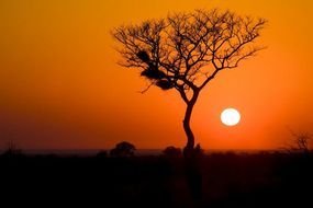 silhouette of a tree in the savannah at sunset