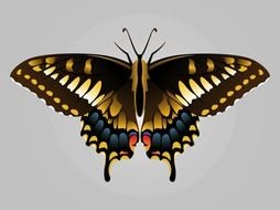 nice Butterfly Image drawing