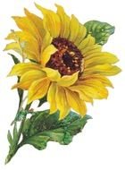 Vintage Sunflower Clip Art drawing