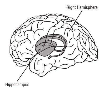 Brain Clip Art N55