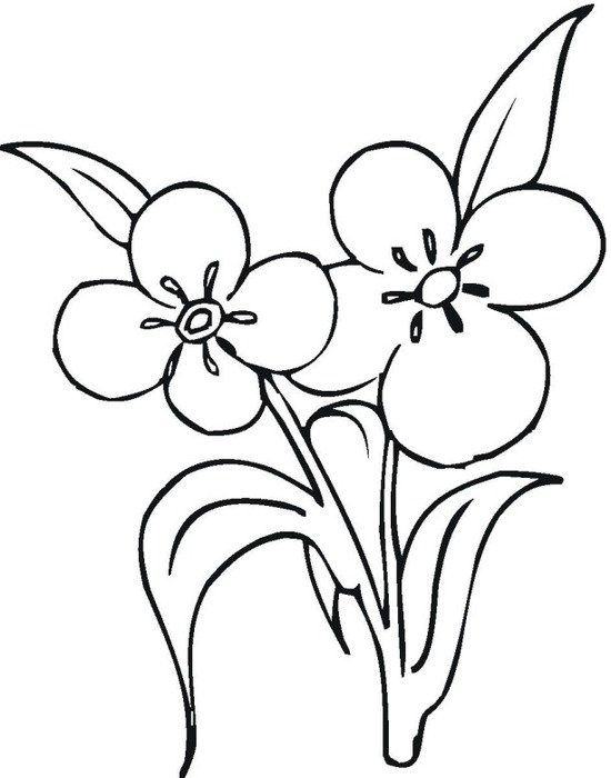 Flower Coloring Pages N6