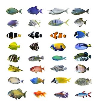 Tropical Fish N4