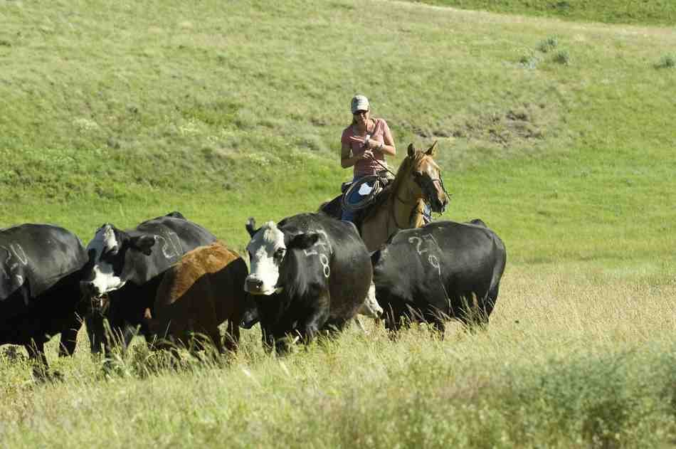 shepherd and a herd of cows as a picture for clipart