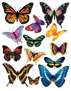 Butterfly Clip Art N110