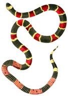 Eastern Coral Snake drawing