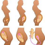 Clipart of Pregnancy Stages