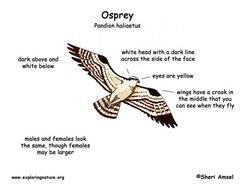 Osprey Bird N2