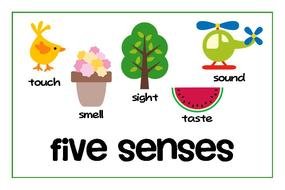 Clip art of Five Senses