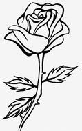 Rose Line Drawing