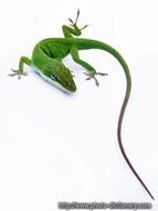 Realistic Lizard Tattoo