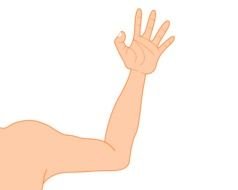 male Arm with open palm, drawing