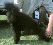 Black Toy Poodle Puppy