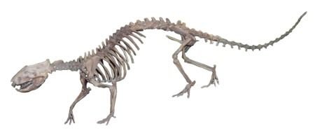 Dinosaur big drawing