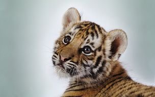 Cute Tiger Cubs face