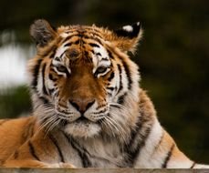 sad old Tiger Face