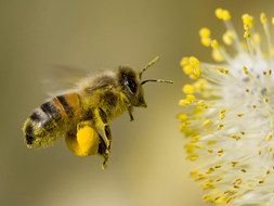 honey bee flies to a honey flower