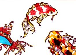 drawn multicolored koi fish