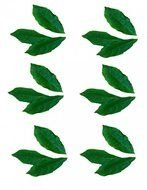 Jungle Leaf Template N3