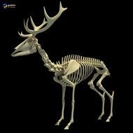 Deer Skeleton drawing
