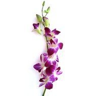 purple-white orchid flowers on a stalk