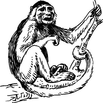 Black And White Monkey Clip Art N7