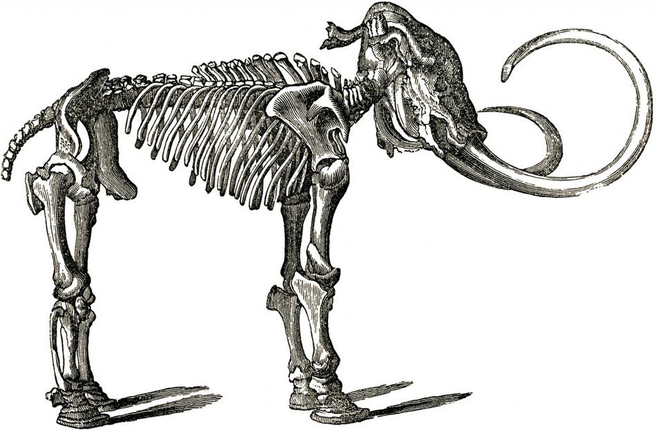 old Dinosaur Bones drawing