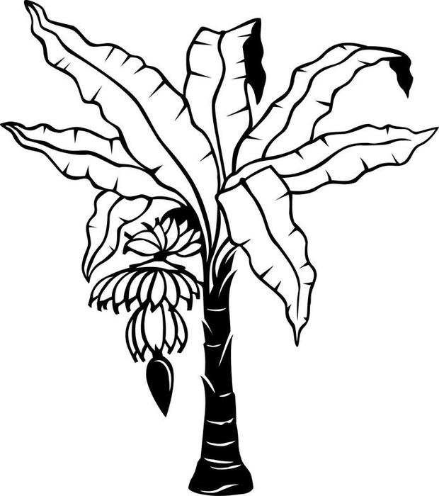 Banana Tree Clip Art N8