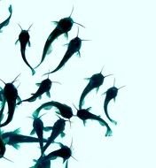 Baby Catfish drawing