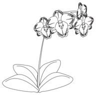 Black And White Orchid drawing