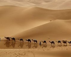 Camel Caravan as a drawing