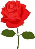 cute Red Rose drawing