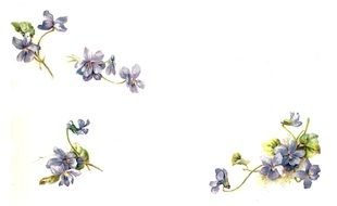 drawn violets on a white sheet