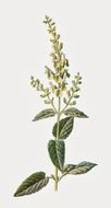 Clipart of March Flower