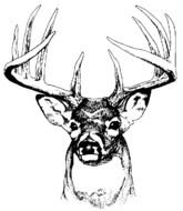 Buck Deer Clip Art N12