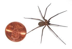 spider and coin