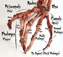 Printable Human Hand Bones